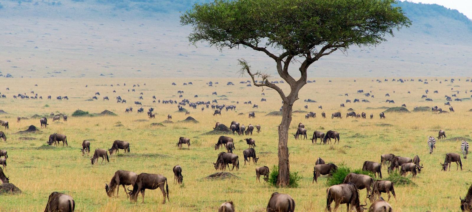 innovation climate change