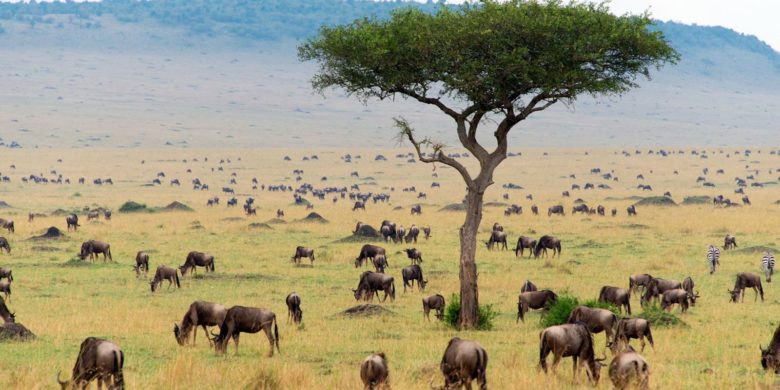 innovation climate change