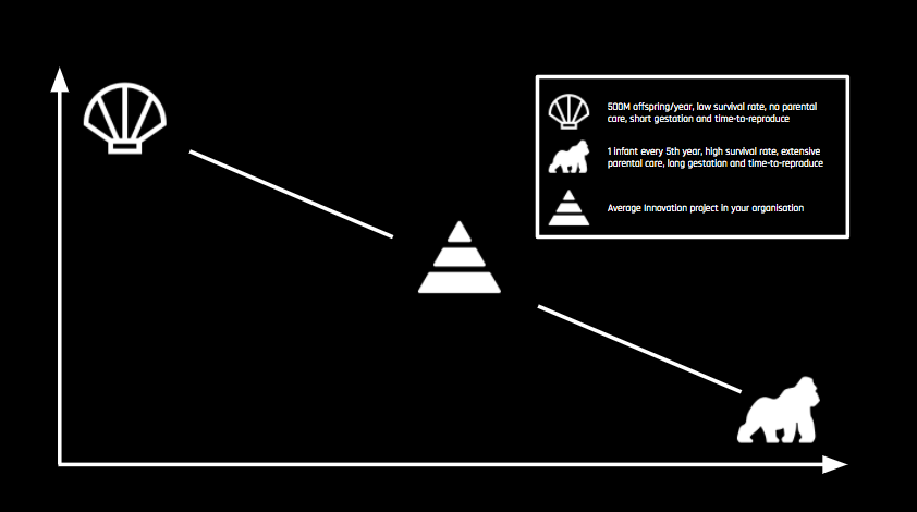 Innovation_strategies_inspired_by_nature
